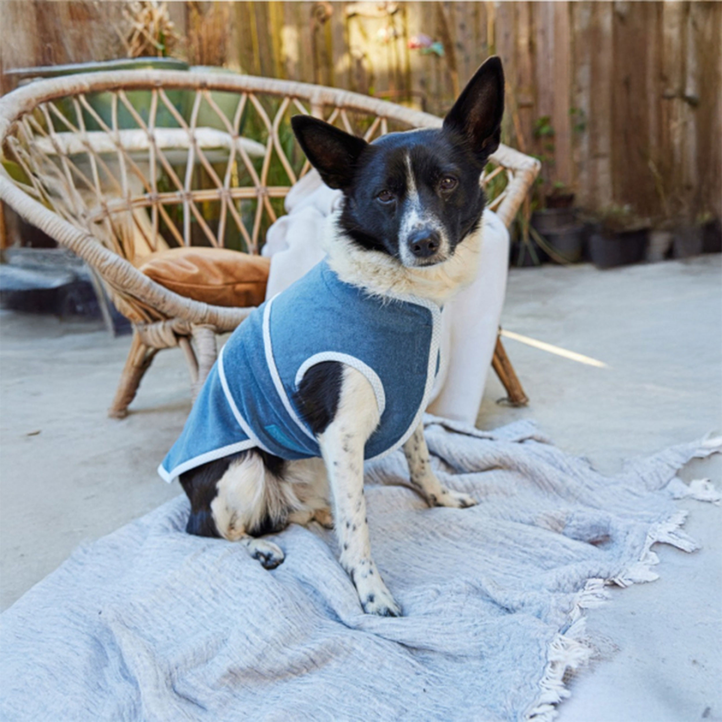 Cartamodello Burda Easy Accessori per Cani Image