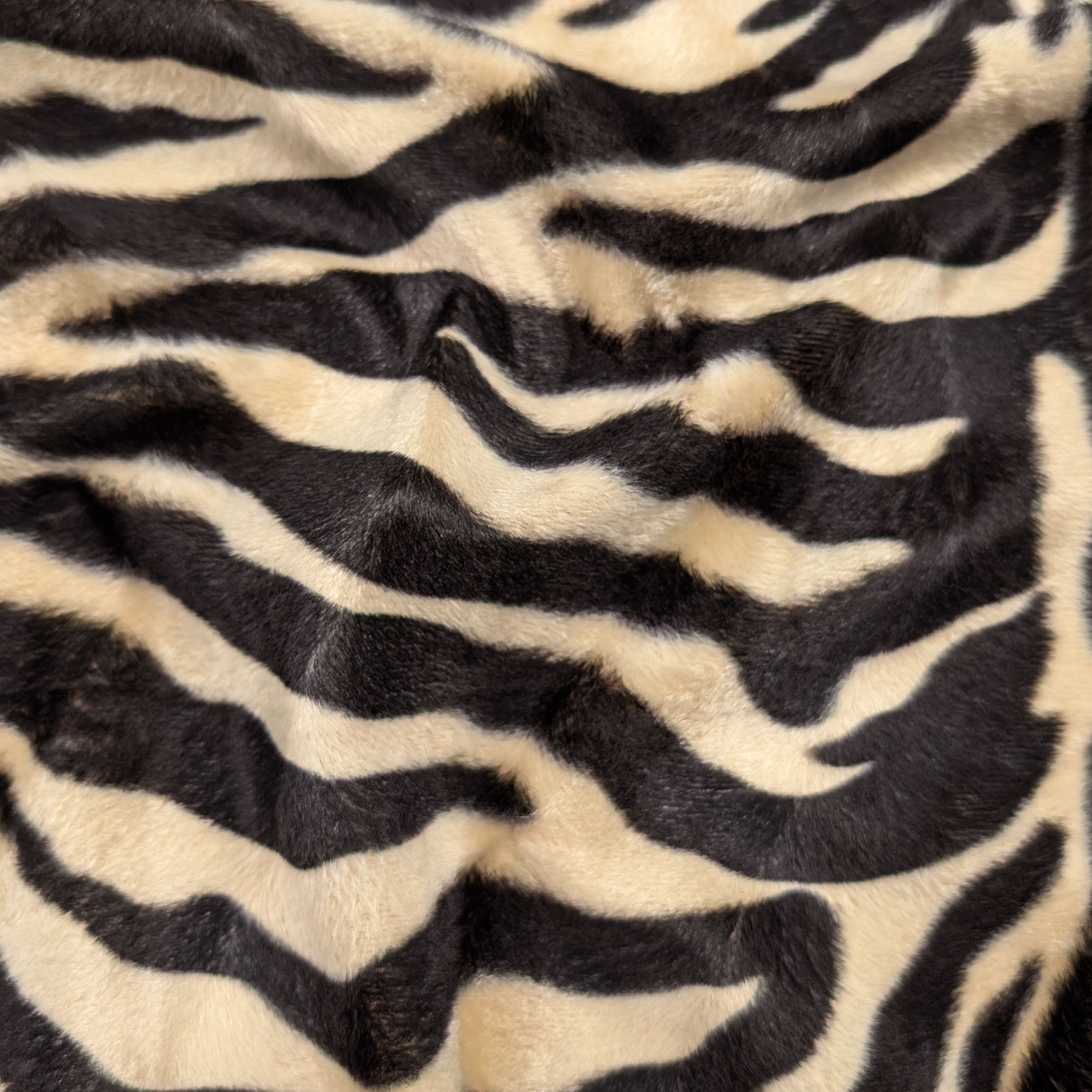 Cavallino Zebrato Marrone  Image