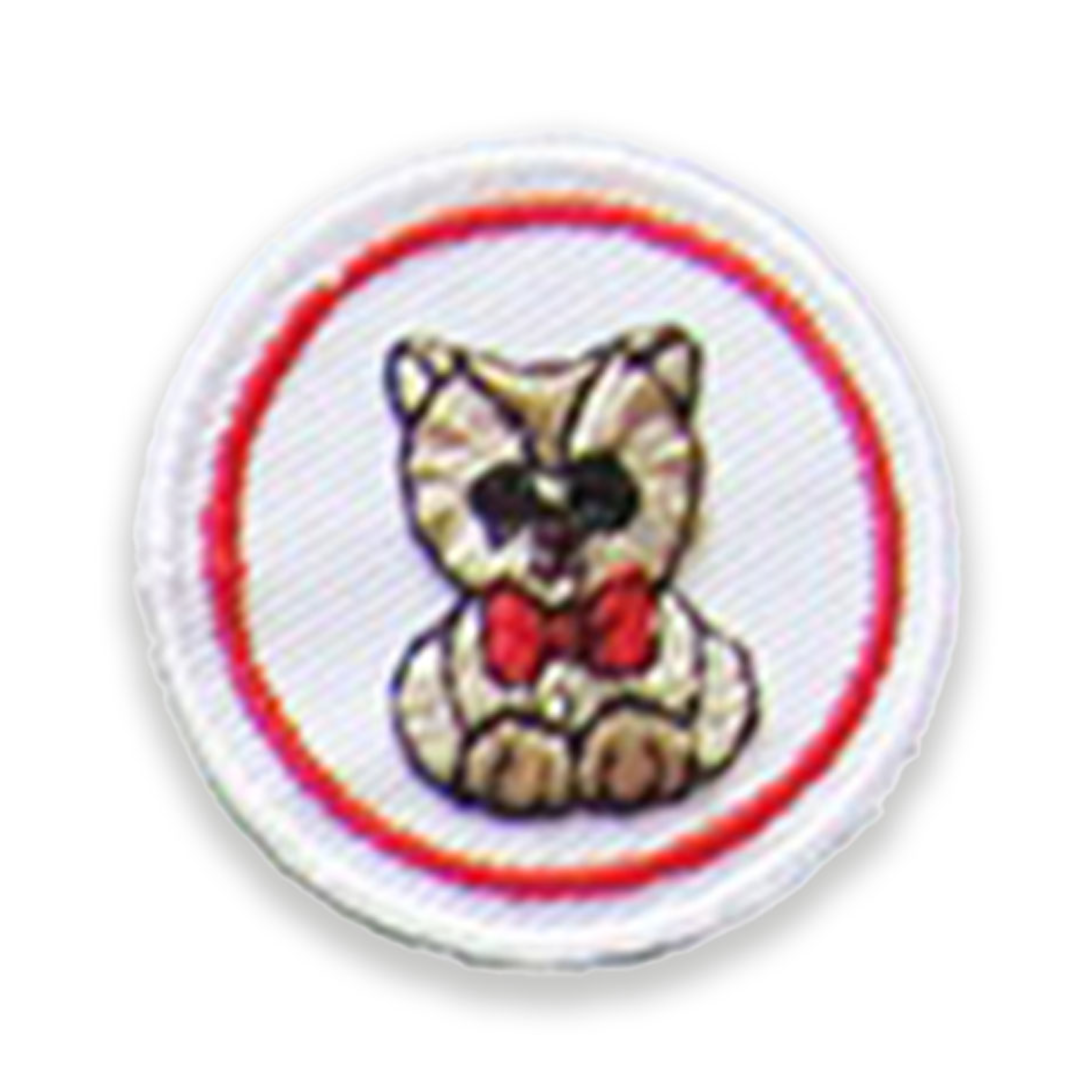 Gatto