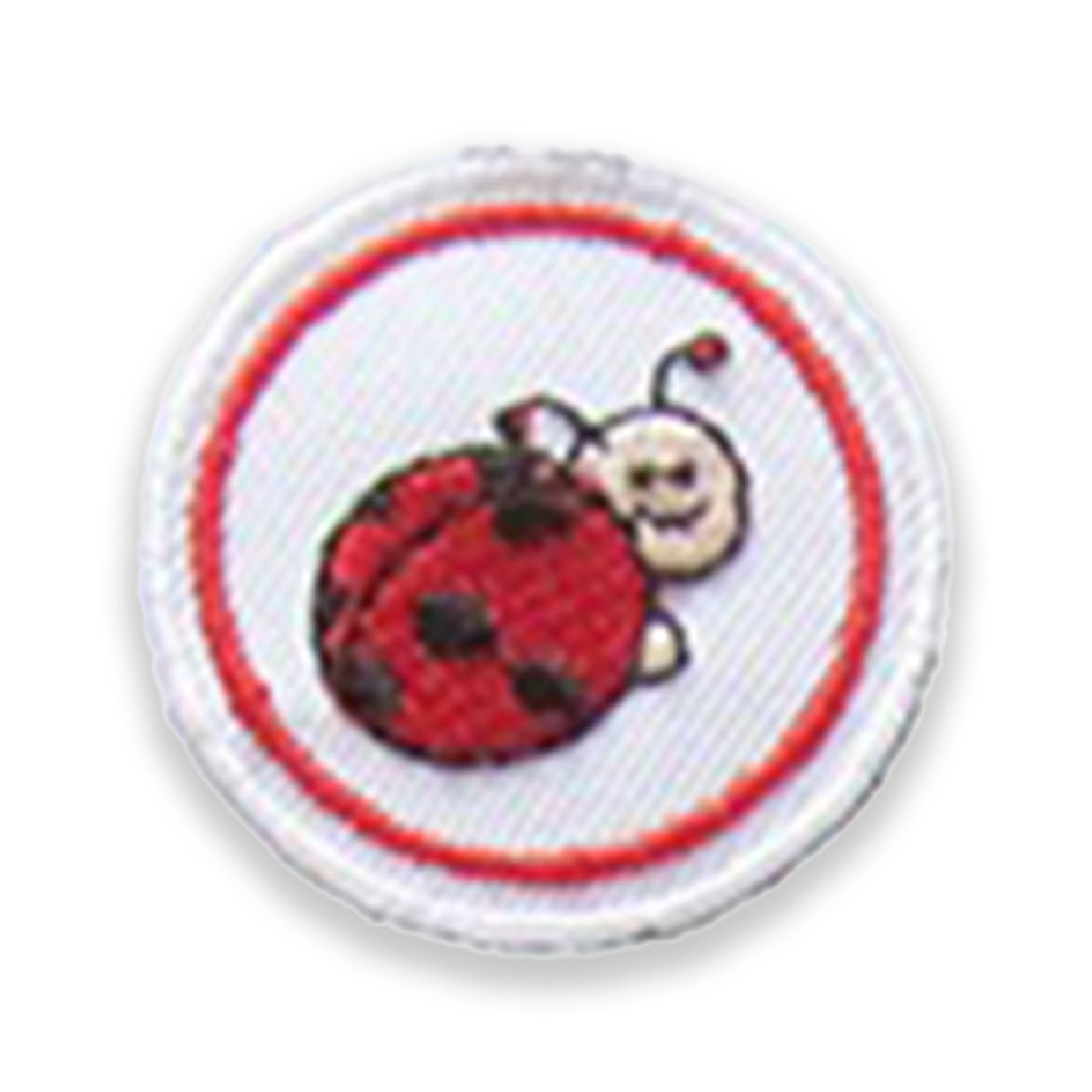 Coccinella