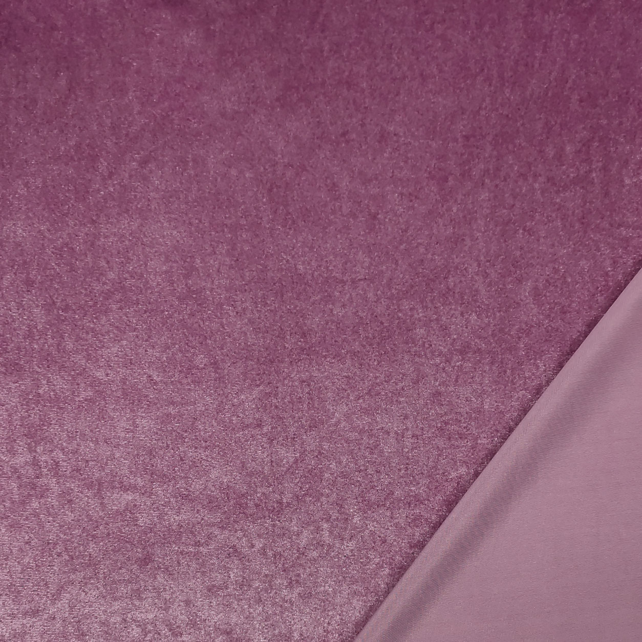 Vellutina Bielastica Image