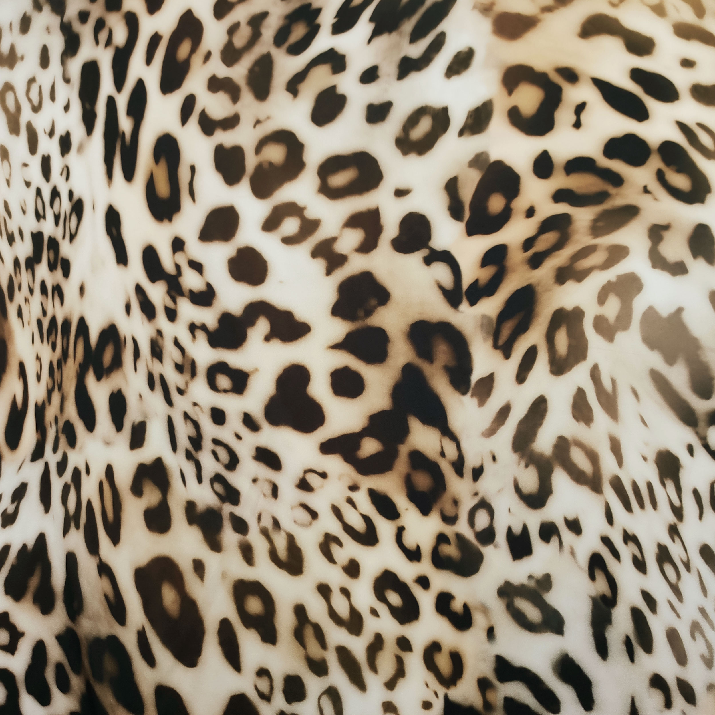 Rasetto Alta Moda Fantasia Leopardata