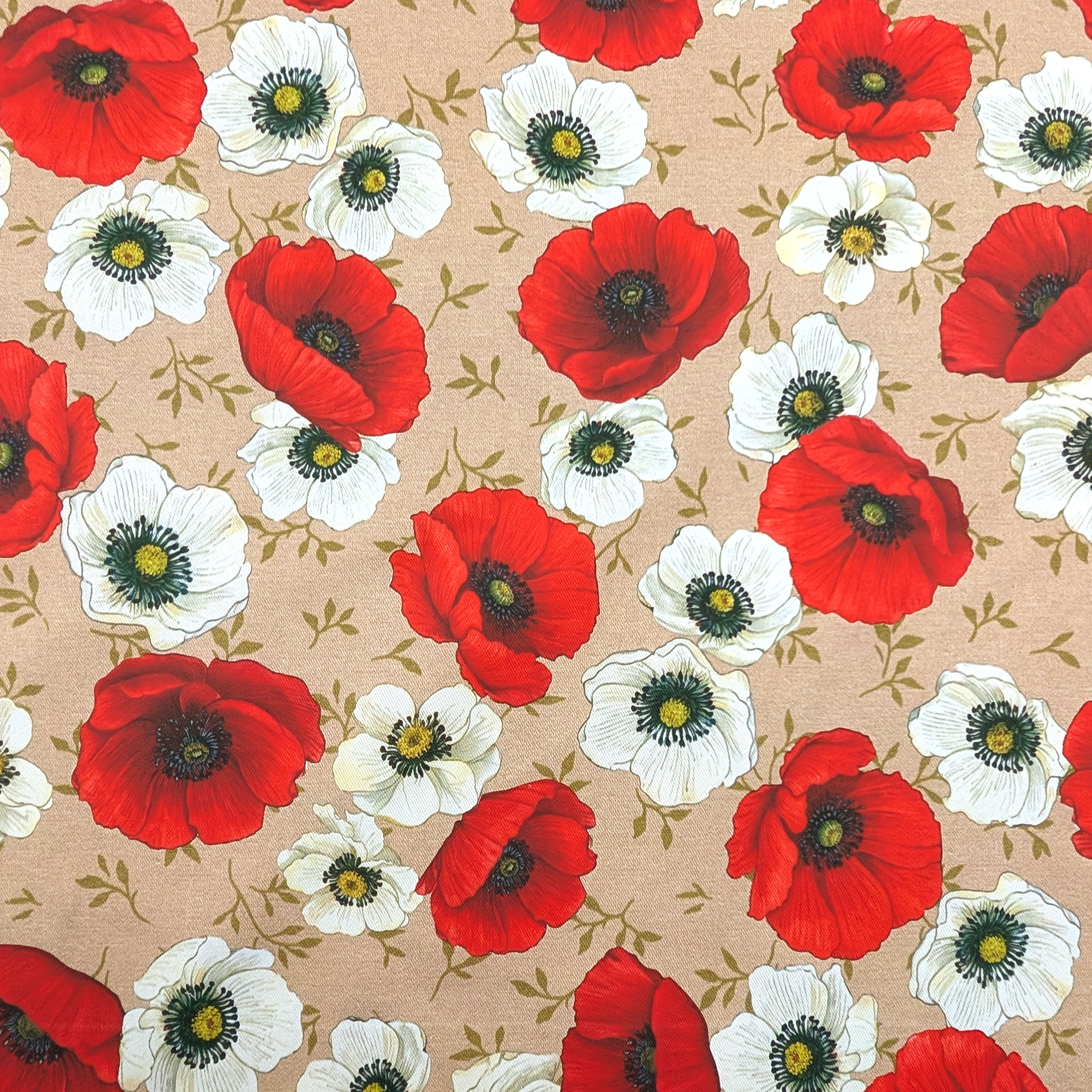 Panama Papaveri in Fiore Image