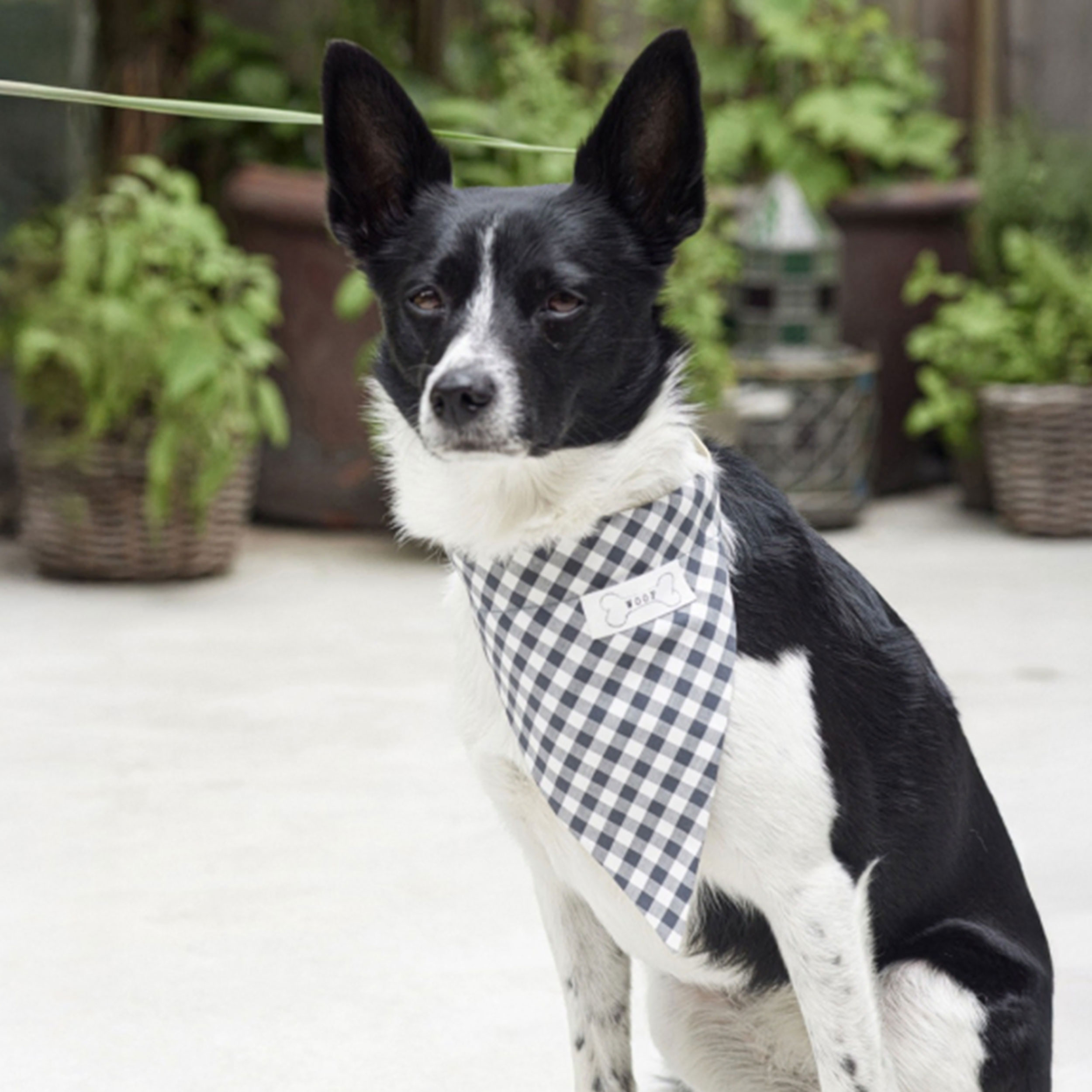 Cartamodello Burda Easy Accessori per Cani Image