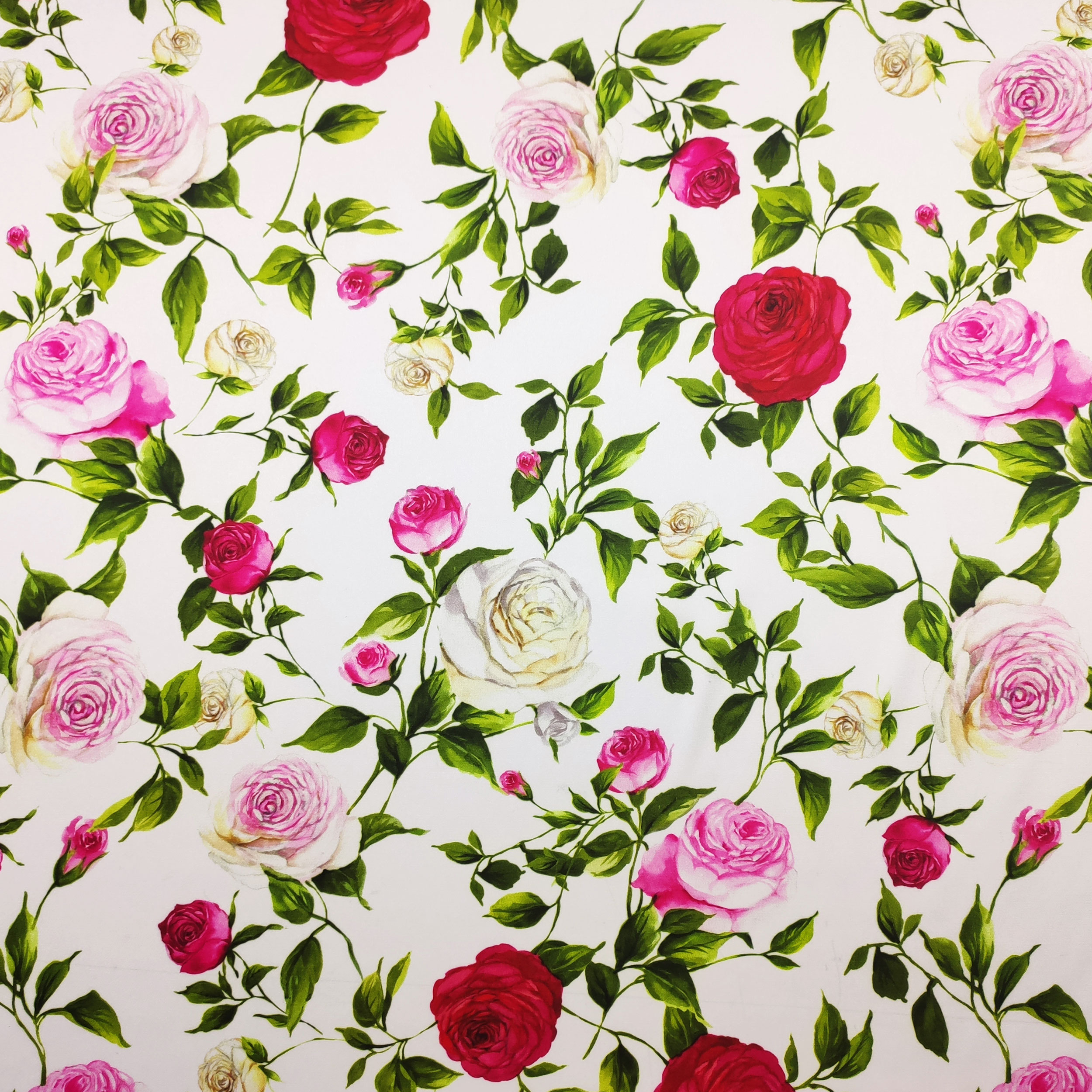 Rasetto Elasticizzato Setato Rose Sfondo Bianco