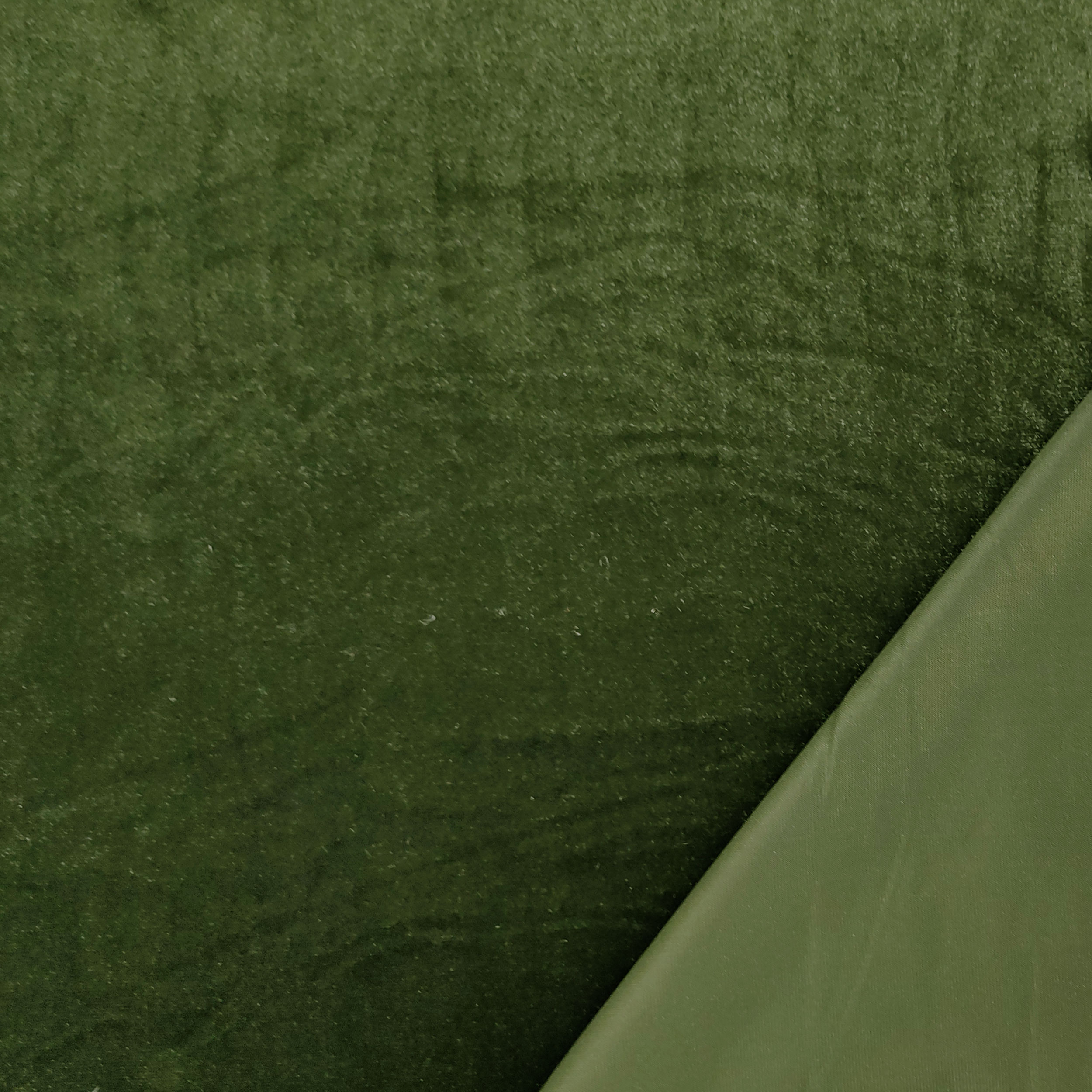 Vellutina Bielastica Image